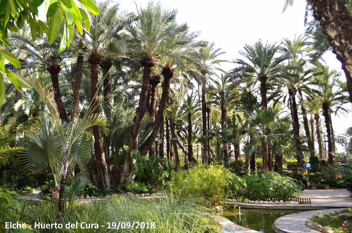 19 ELCHE HUERTO DEL CURA (40).JPG